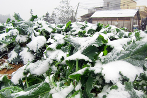 Thủ tướng yêu cầu các bộ ngành, địa phương chủ động ứng phó đợt rét đậm, rét hại kéo dài