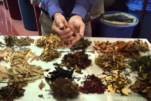 Nỗi lo từ thuốc đông y biến tướng