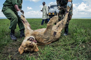 Nơi thú hoang chờ... chết