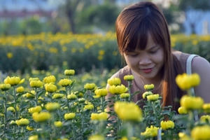 Tưng bừng hội chợ hoa Tết Đà Nẵng