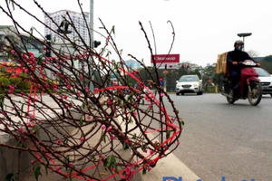 Sau Tết, "xác" hoa đào ngập tràn đường phố