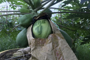 Đu đủ "in" chữ thư pháp cháy hàng dịp Tết