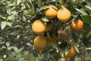 4 loại cam đặc biệt chỉ có ở xứ Nghệ