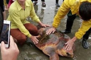 Nghệ An: Rùa biển quý hiếm mắc lưới ngư dân