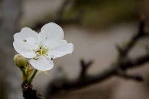 Mãn nhãn ngắm hoa lê Tây Bắc nở giữa lòng Hà Nội