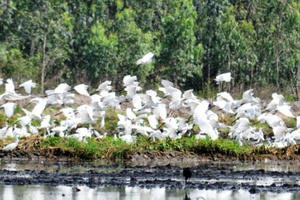 Láng Sen - Chuyện chim trời cá nước