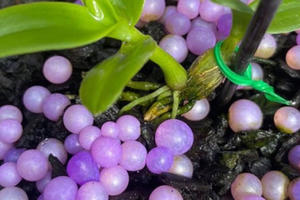 Chậu lan 'Huyền thoại bướm đại ngàn', mua 1 tỷ bán giá 15 tỷ đồng