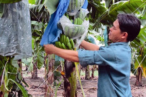 Điểm báo ngày 14/2/2017: "Trái đắng"  từ trồng theo phong trào