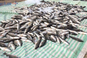 Thanh Hóa: 50 tấn cá lồng tại Vụng Nghi Sơn chết trắng Thanh Hóa: 50 tấn cá lồng tại Vụng Nghi Sơn chết trắng