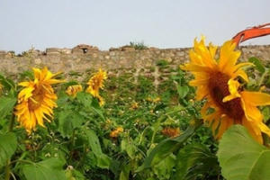 Giận sôi người clip "trẻ trâu" phá hoại vườn hướng dương ở Nghệ An