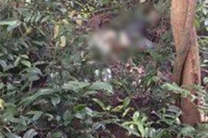 Lạng Sơn: Bàng hoàng phát hiện thi thể 2 bố con không còn nguyên vẹn khi đi lấy mật ong rừng