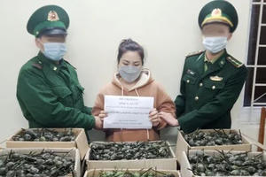 Thanh Hoá: Tóm gọn đối tượng vận chuyển trái phép 40kg quả thuốc phiện tại cửa khẩu Na Mèo