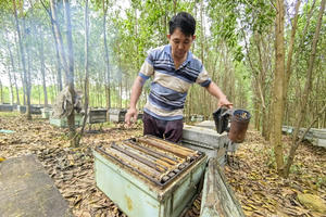Thăng trầm nghề nuôi ong dưới tán rừng tràm