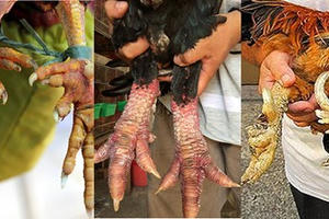 Năm Dậu, nói chuyện về các giống gà quý “tiến vua”