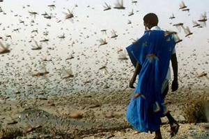 Châu chấu sa mạc hoành hành nhiều quốc gia, Việt Nam lên kế hoạch ứng phó