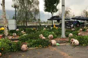 Bắt giữ nhóm đối tượng hùng hổ mang dao, kiếm chắt phá đào, quất của tiểu thương