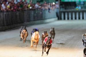 Gỡ vướng Dự án Trung tâm dịch vụ thể thao giải trí đua chó Xuân Thành