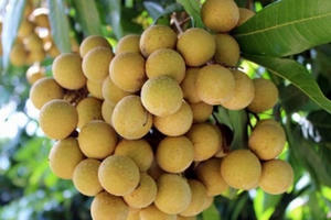 Ảnh hưởng dịch bệnh COVID-19: Na, nhãn khó tiêu thụ, giá giảm mạnh