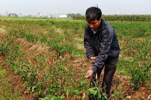 Thanh Hóa: Liên tiếp những vụ phá hoại hoa màu bằng thuốc diệt cỏ