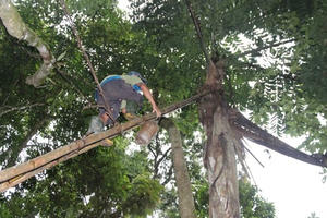 Kỳ lạ loại cây tiết ra nước của người Cơtu được ví như "tiên tửu nhà trời"