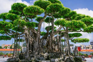 'Siêu cây' trị giá 20 triệu USD, người Nhật trả không bán