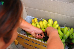 Cả làng phất lên nhờ chuối ngự tiến vua