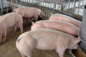 Hàng loạt công ty dùng chất gây ung thư trong chăn nuôi