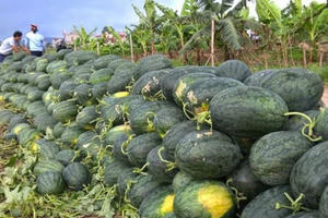 Vùng đất dưa Tết một thời lừng danh