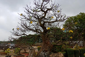 “Choáng” với cây mai trăm tuổi có giá hơn nửa tỷ đồng