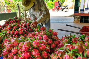 Chủ tịch Hiệp hội Thanh long Bình Thuận: "Tôi đi buôn Thanh Long từ 10 tuổi"!