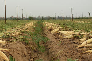 Xót xa hàng đống củ cải chất trắng đồng chờ đổ đi