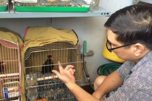 Đại gia chi tiền “khủng” không mua được chú chim biết niệm Phật