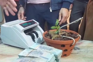 Bất ngờ với thương vụ giao dịch lan đột biến tiền tỷ ở một xã nghèo tại Nghệ An