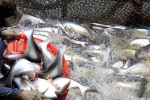 Cách chức vụ trưởng làm giả hơn 800 giấy lưu hành