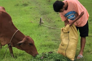 Nam sinh chăn bò, nhặt rau giúp mẹ đạt 9,75 điểm môn Văn