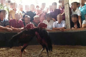 Xâm nhập trường gà độ miền quê