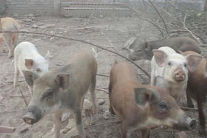 Nuôi lợn trong biệt thự tiền bỏ hoang