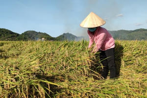 Rộn ràng mùa thu hoạch Nếp Quýt ở huyện Đạ Tẻh