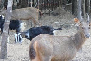 Thú chết ở Vinpearl Safari: Những con số bất thường