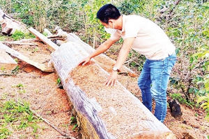 Cảnh báo hành vi trục lợi sâm Ngọc Linh