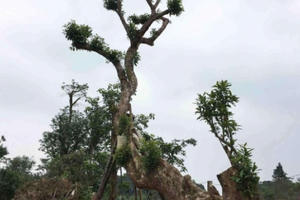 Lóa mắt xem loạt cây cảnh hình thú tiền tỷ của đại gia Việt Lóa mắt xem loạt cây cảnh hình thú tiền tỷ của đại gia Việt