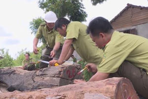 Vụ trùm gỗ lậu Phượng "râu": Chưa phát hiện công an vi phạm