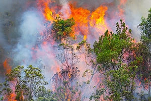 Đà Nẵng: Hơn 2ha rừng bị thiêu rụi sau gần 3 giờ bốc lửa Đà Nẵng: Hơn 2ha rừng bị thiêu rụi sau gần 3 giờ bốc lửa