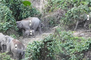 Voi rừng ở Quảng Nam đã sinh con