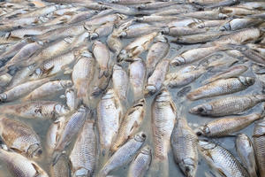 Bình Dương: Nông dân thiệt hại nặng nề do cá bè chết hàng loạt