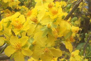 Hà Nội: Rực rỡ sắc vàng hoa mai ngày giáp Tết