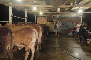 Quảng Nam: Phát hiện 4 cơ sở bơm nước vào bò trước khi giết mổ