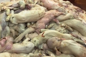 Bắt giữ xe khách chở hàng trăm con heo sữa thối trong đêm giao thừa