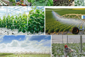 Hưng Yên: Công ty TNHH nông nghiệp công nghệ cao Phúc Sơn vi phạm quy định đầu tư