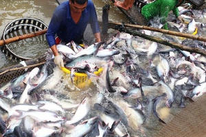 Slide - Điểm tin thị trường: Xuất khẩu cá tra vào EU tăng trở lại Slide - Điểm tin thị trường: Xuất khẩu cá tra vào EU tăng trở lại